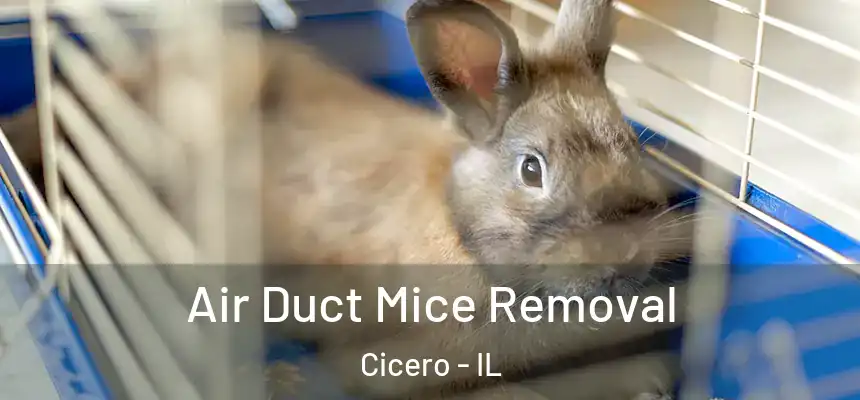  Air Duct Mice Removal Cicero - IL